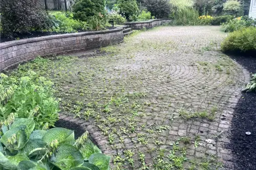 Overgrown Patio Pavers Sit Caked in Algae and Grime in an Erie Backyard.
